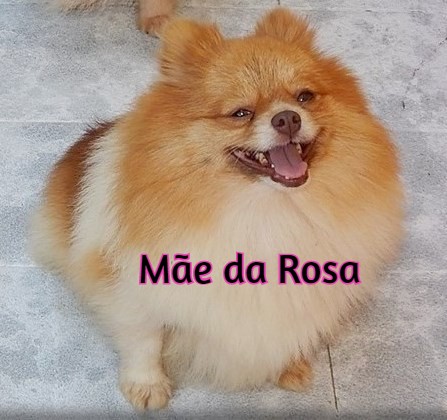 mae rosamod - ROSA