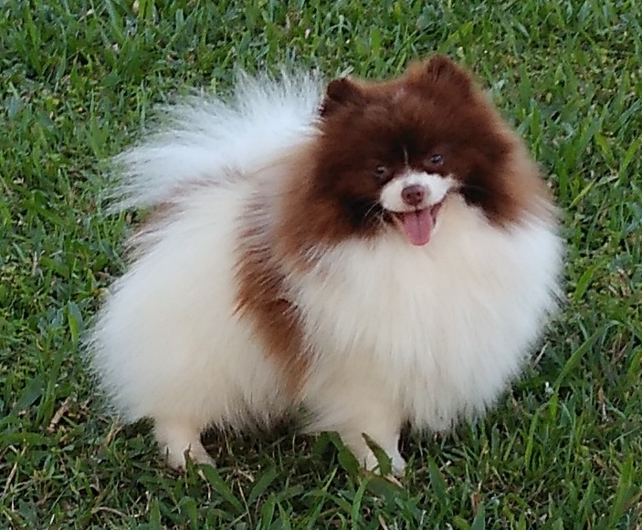 Lulu da Pomerânia - Um cãozinho encantador, para alegrar a vida!