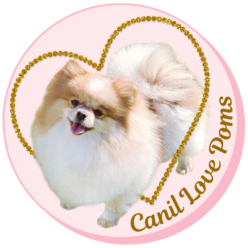 cropped Canil Love Poms - Padreadores