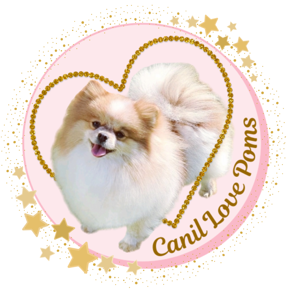 logo canil starts 1024x1024 - Canil Love Poms